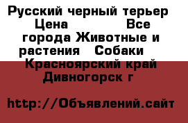 Русский черный терьер › Цена ­ 35 000 - Все города Животные и растения » Собаки   . Красноярский край,Дивногорск г.